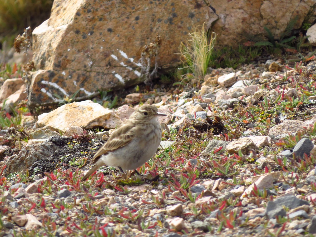 Common Miner - ML610858275