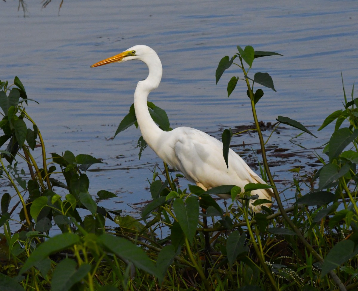 Great Egret - mathew thekkethala