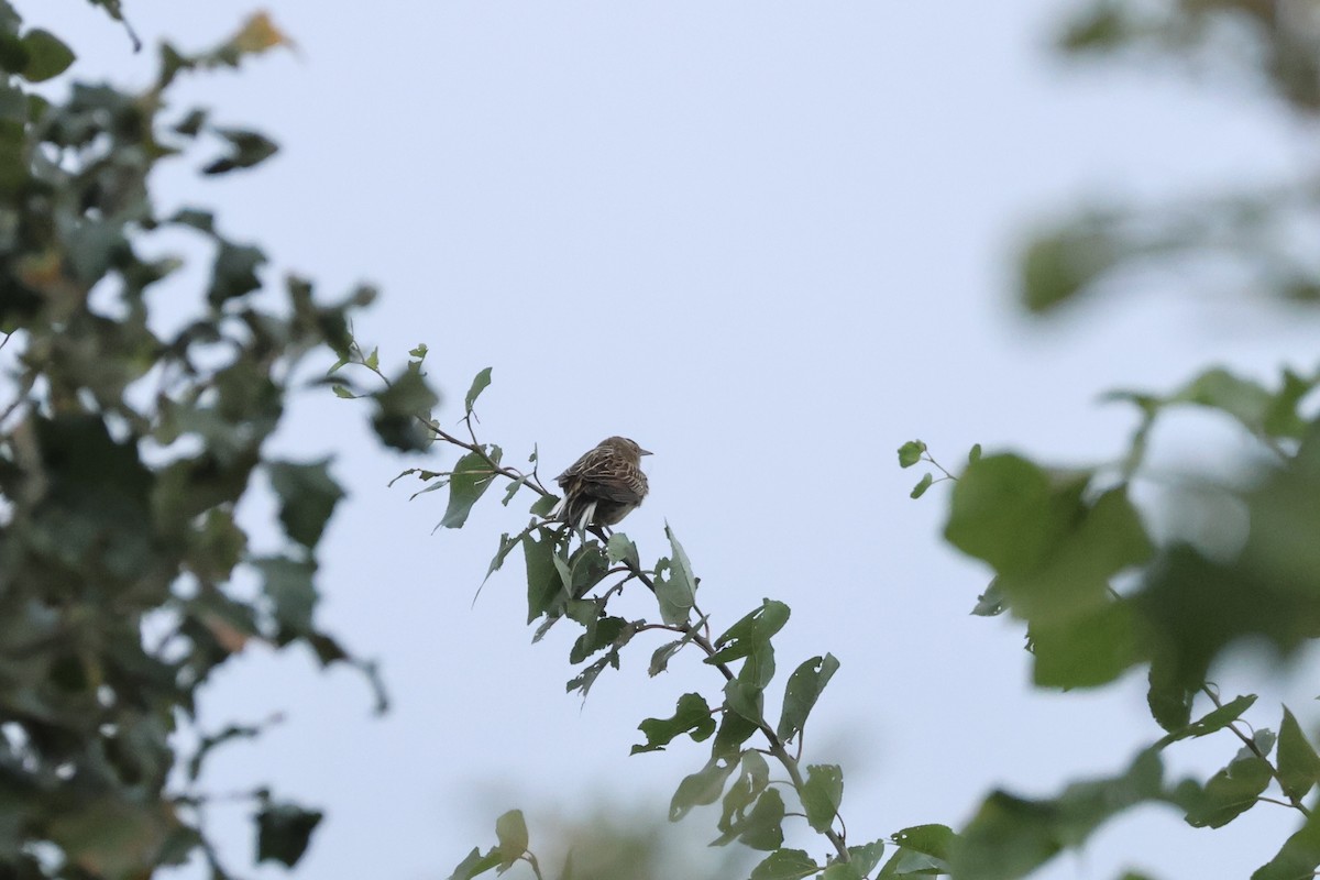 Eastern Meadowlark - ML610858363