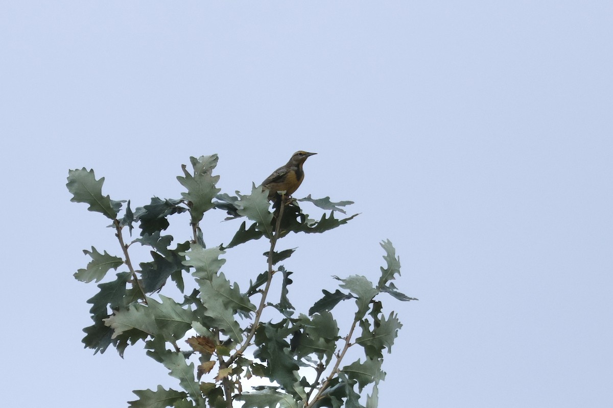 Eastern Meadowlark - ML610858364
