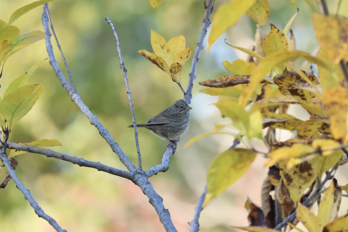 Lincoln's Sparrow - ML610858482