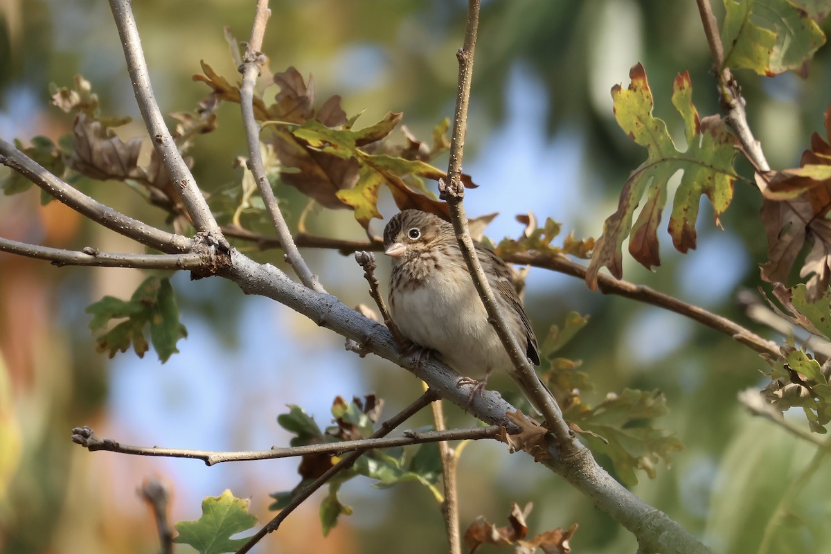 Vesper Sparrow - ML610858491