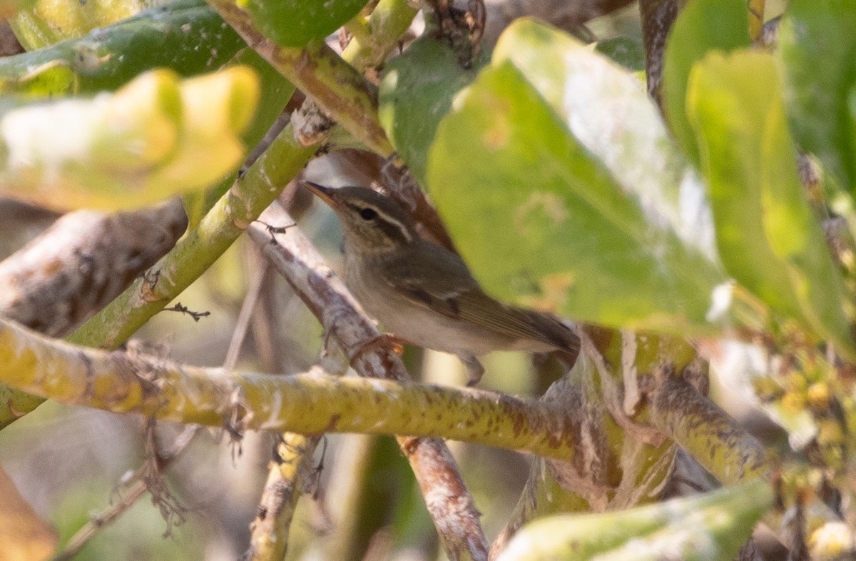 Arctic/Kamchatka Leaf Warbler - ML610858576