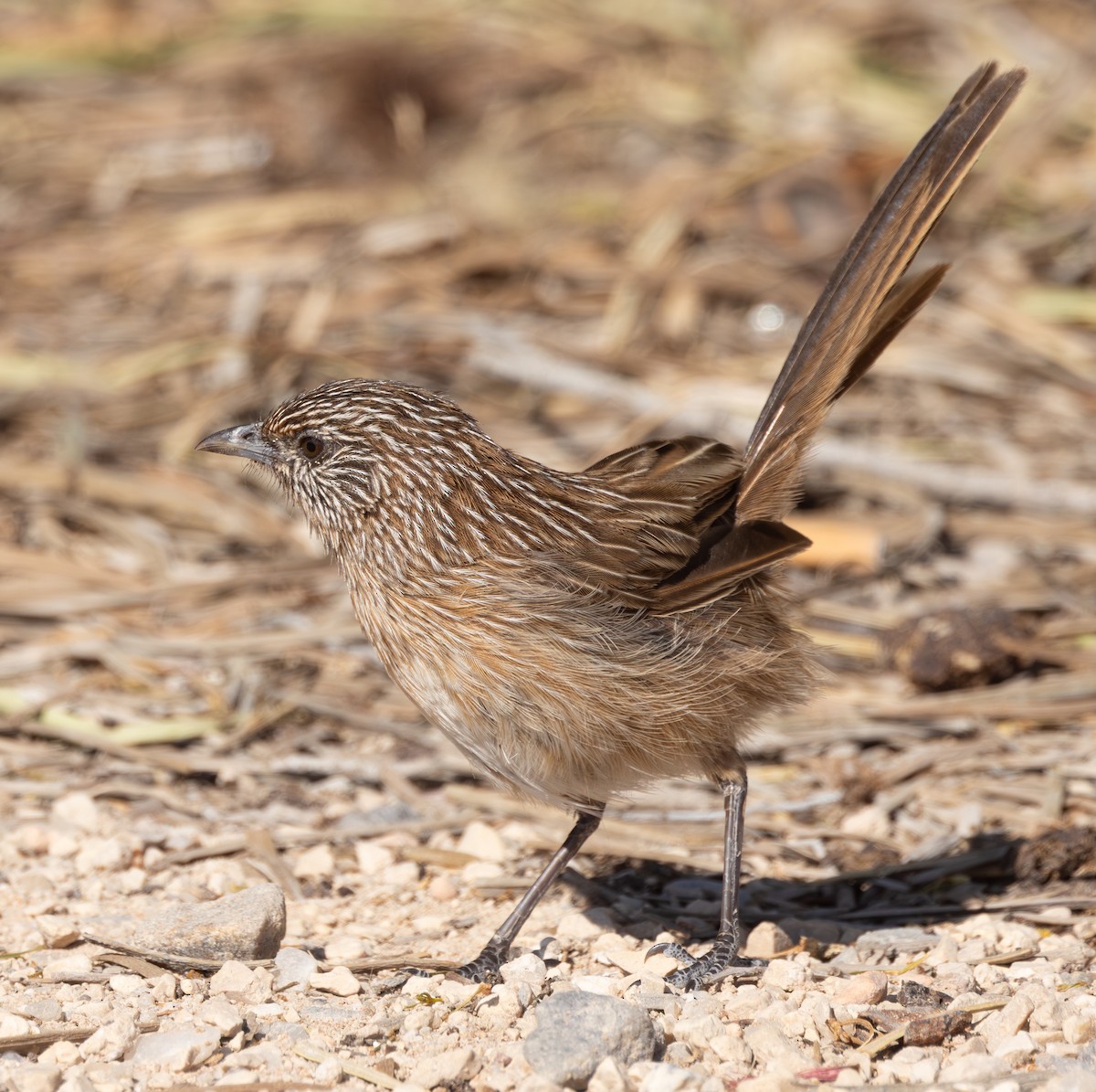 Western Grasswren - ML610858613