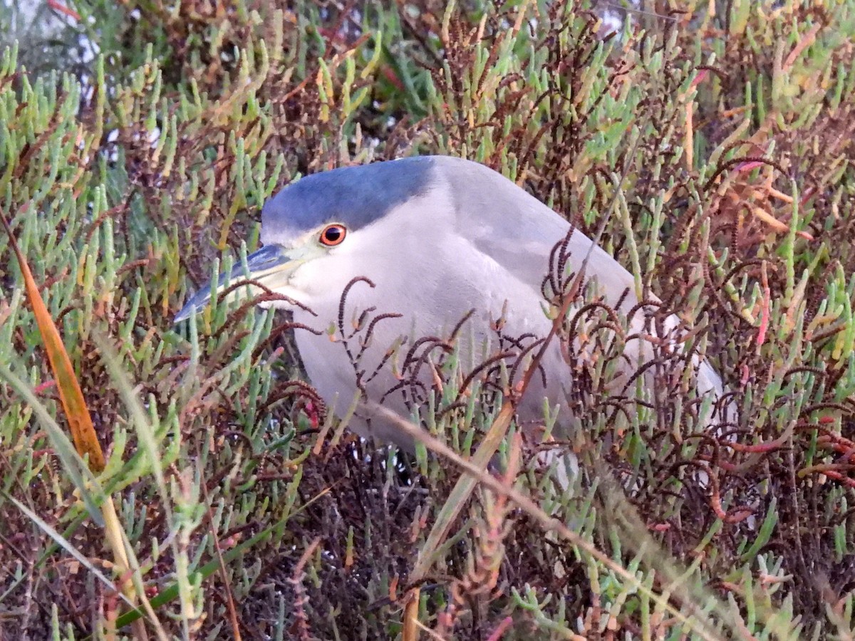 Black-crowned Night Heron - ML610858646