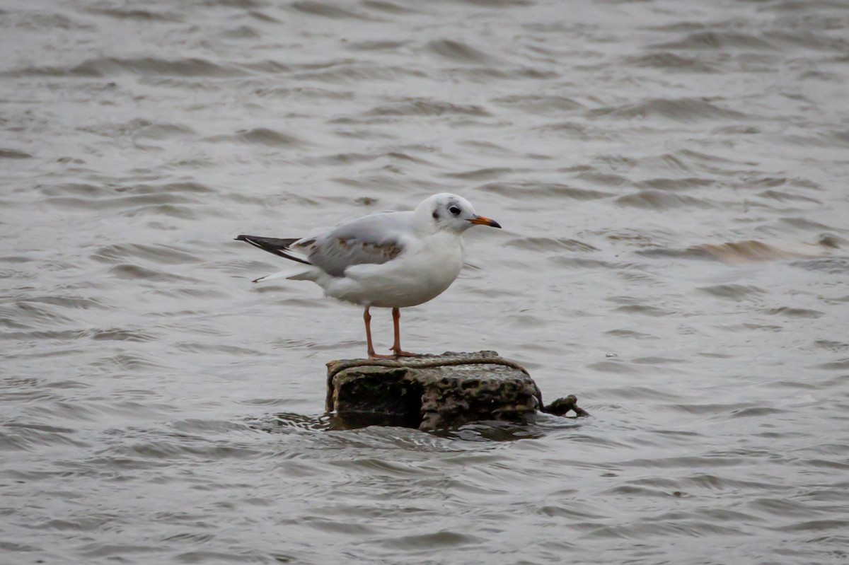 Mouette rieuse - ML610858749