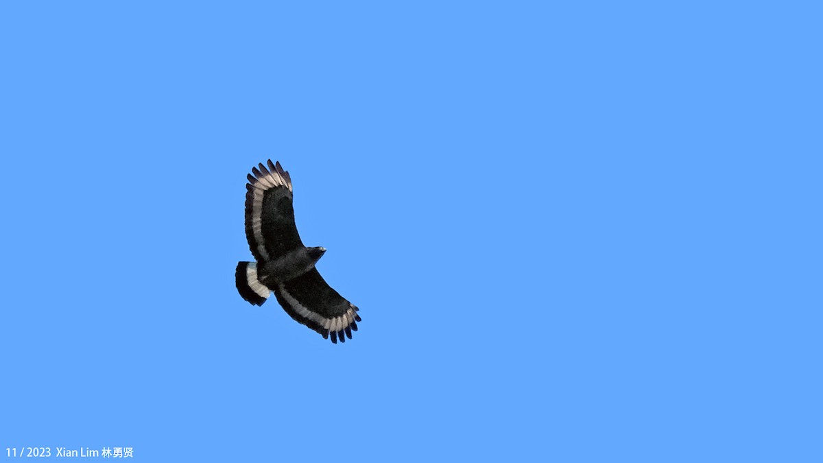 Mountain Serpent-Eagle - ML610858758