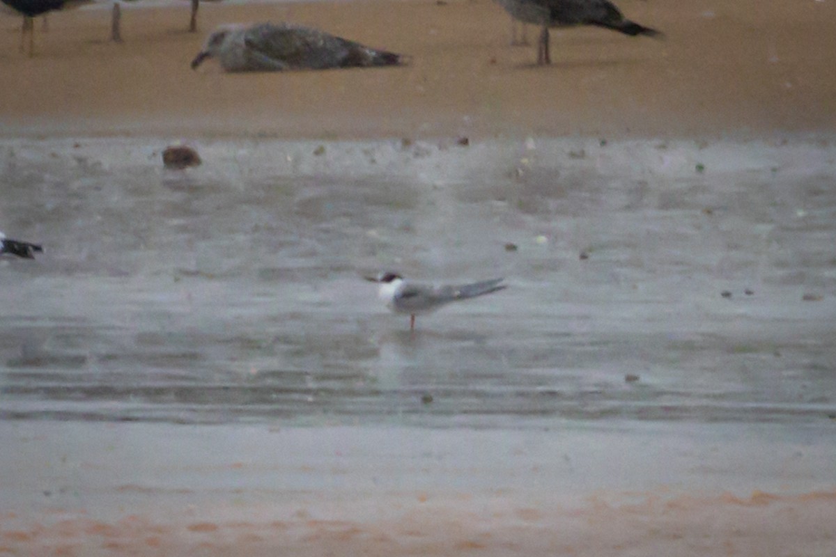 Common Tern - ML610858774