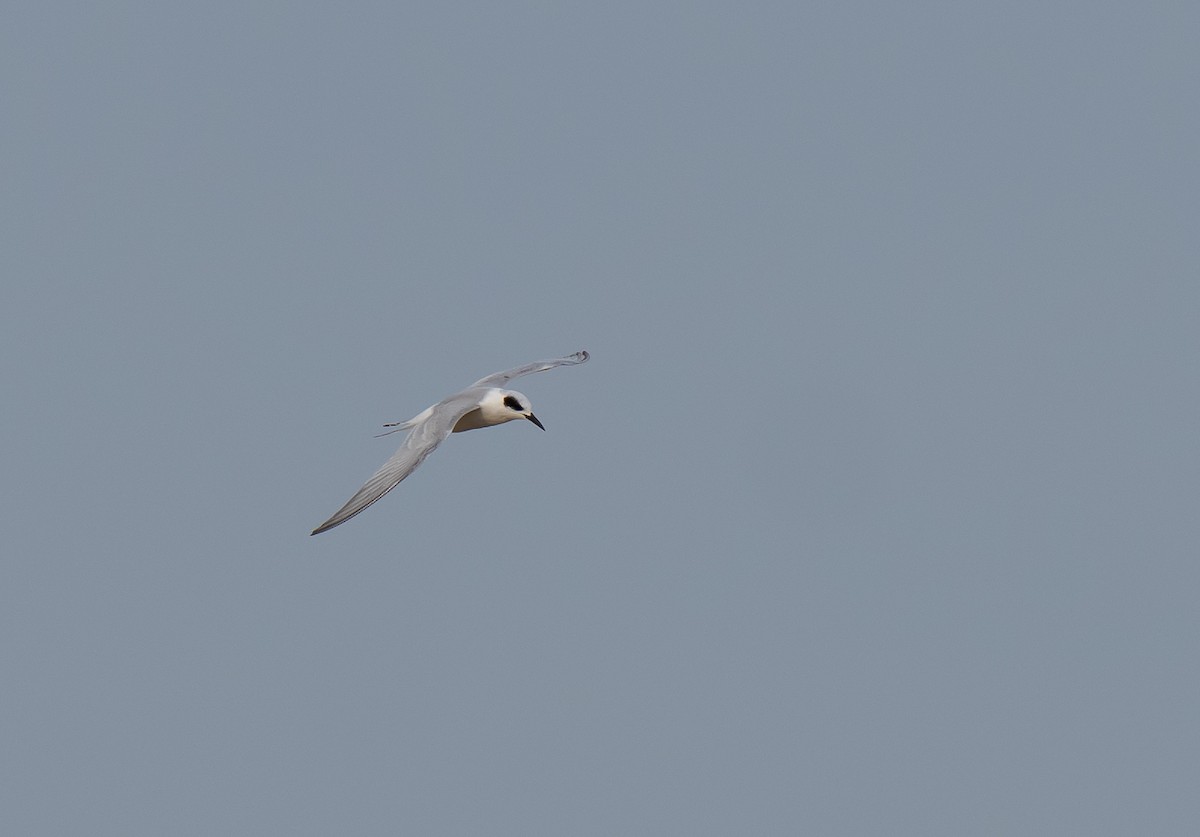 Forster's Tern - ML610858781