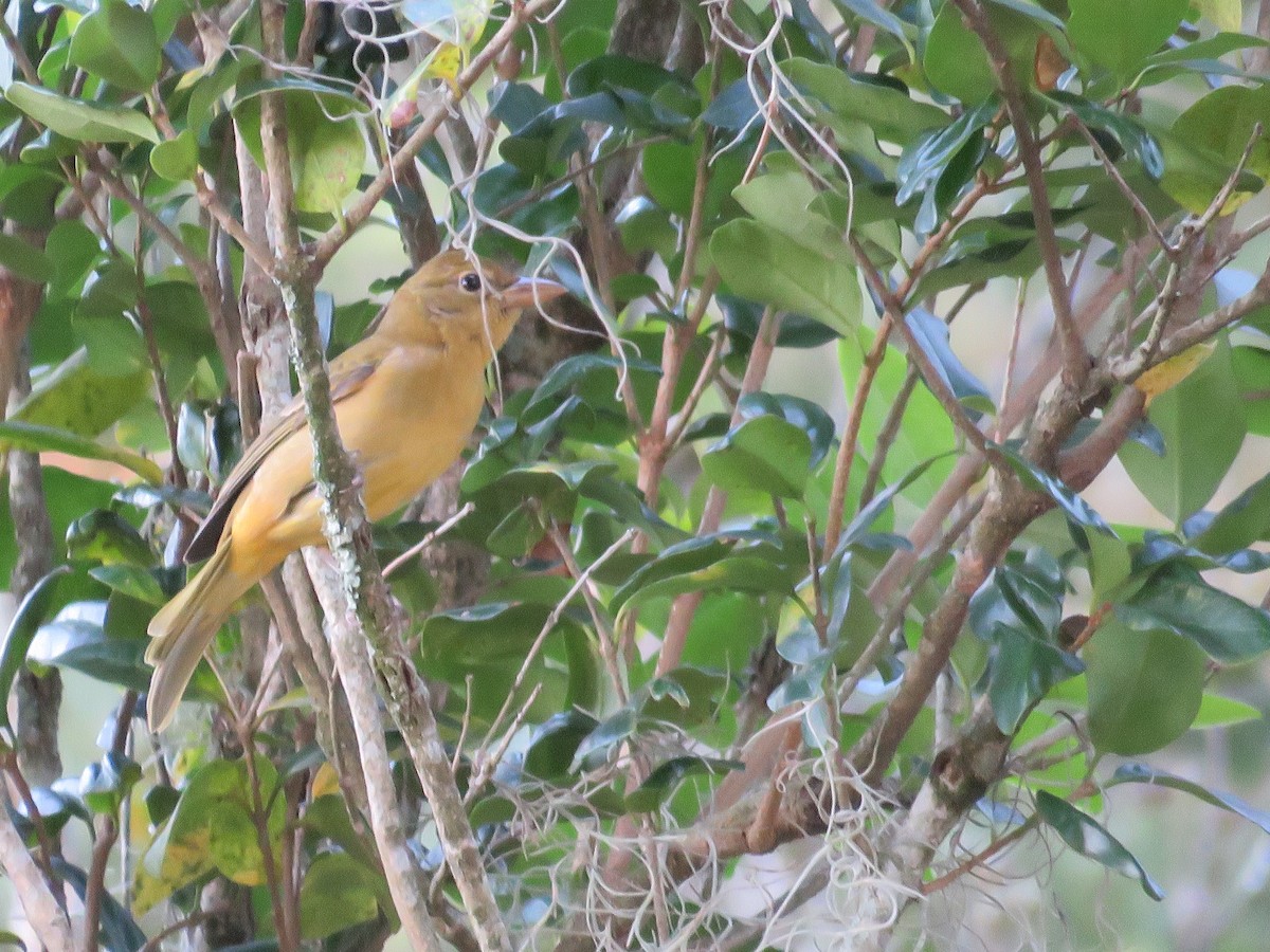 Summer Tanager - ML610858813