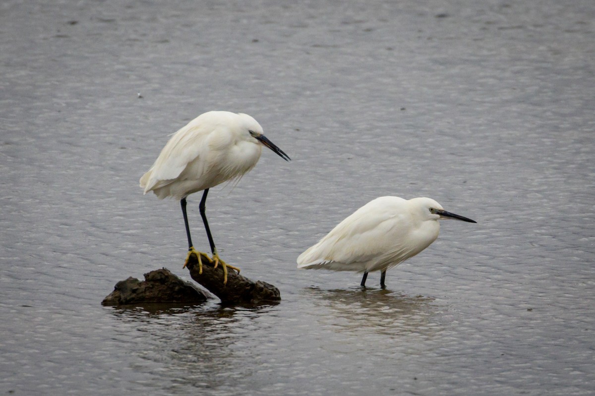 Little Egret - ML610858816