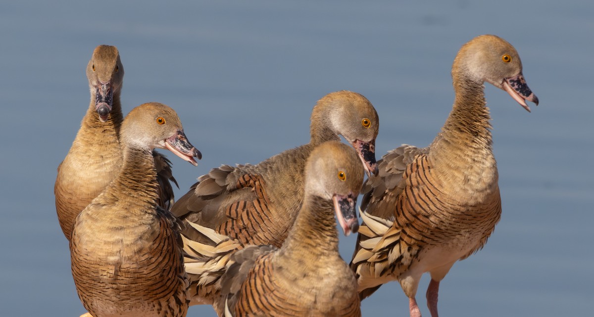 Plumed Whistling-Duck - Marie Lister