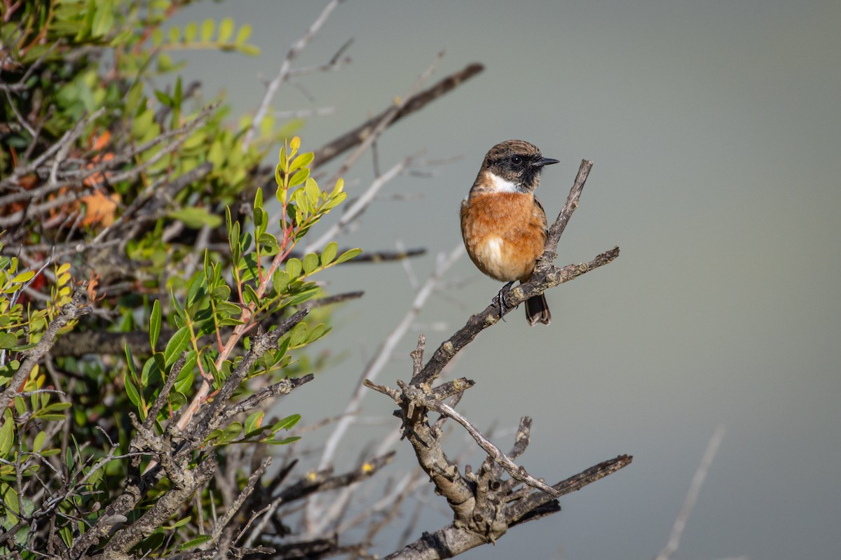 European Stonechat - Michael Warner