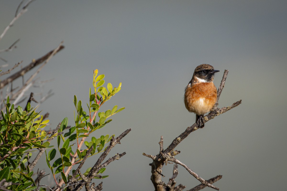 European Stonechat - ML610858895