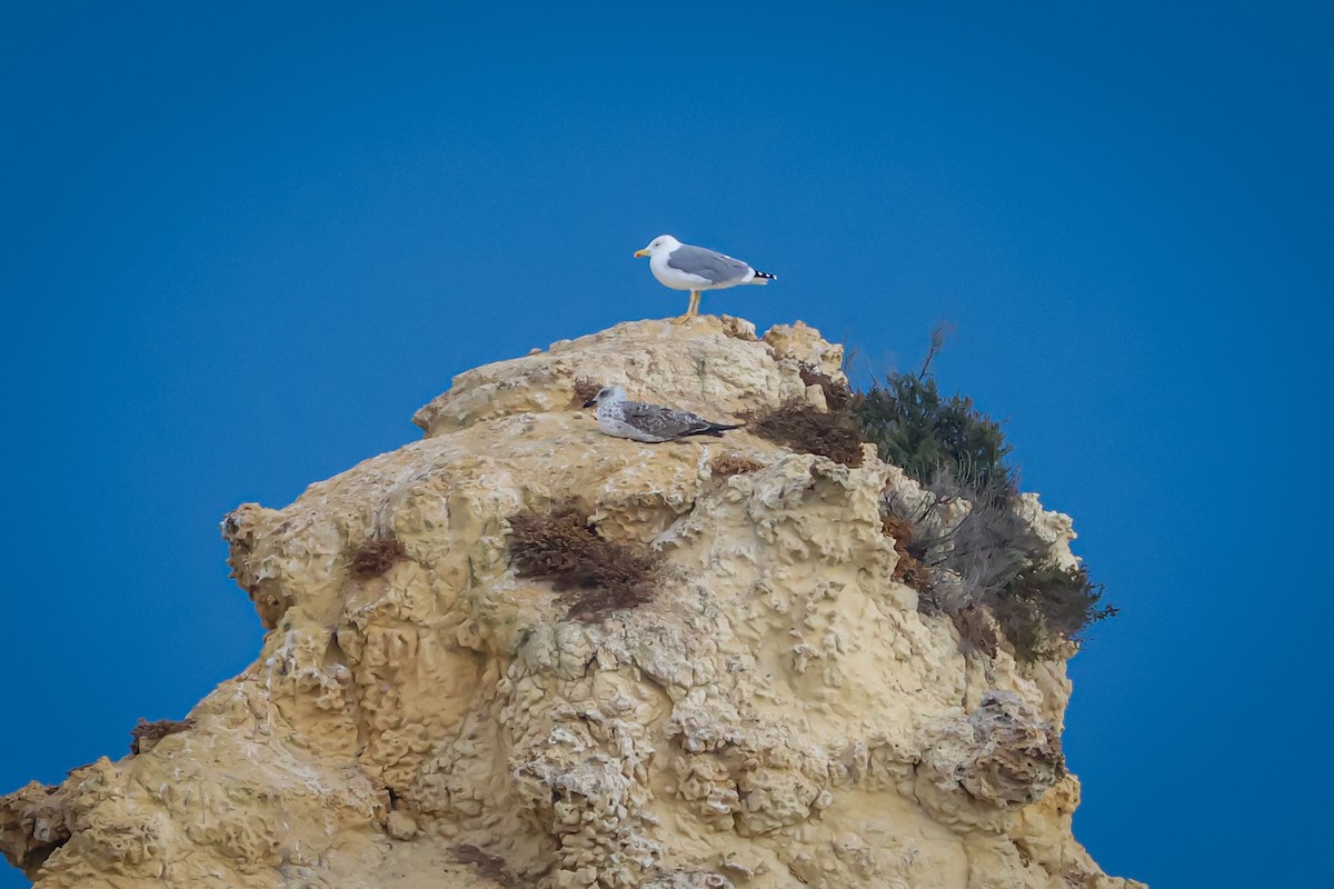 Yellow-legged Gull - ML610858904