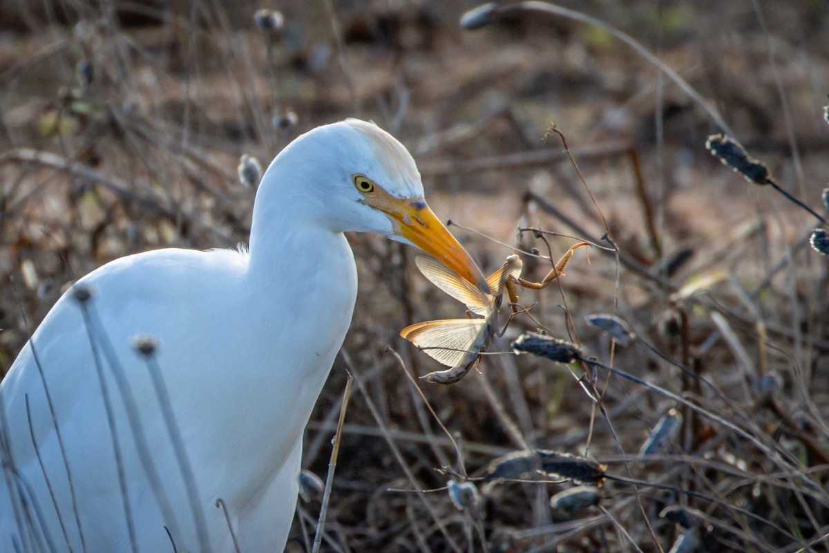 Western Cattle Egret - ML610858924