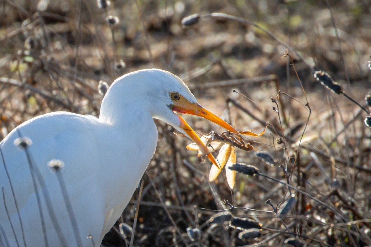 Western Cattle Egret - Michael Warner