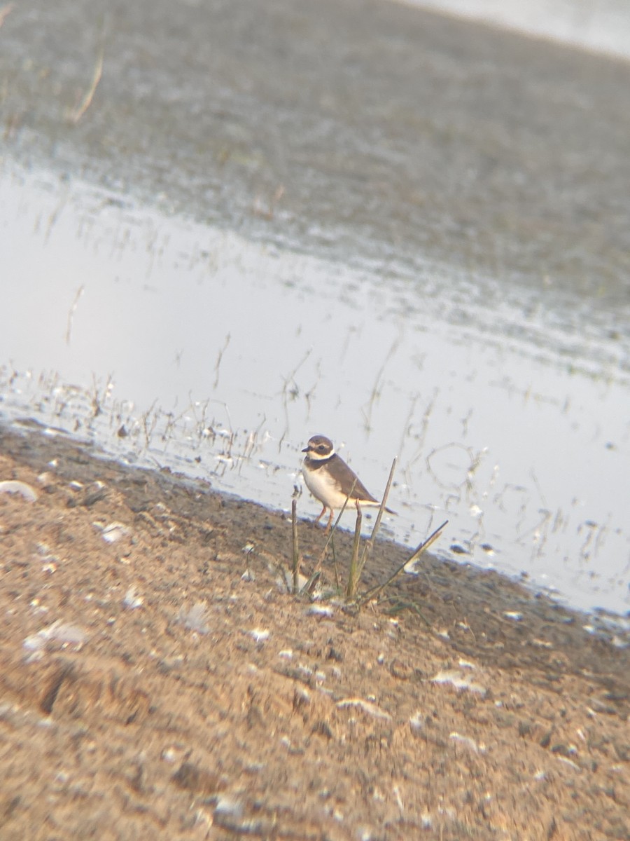 Common Ringed Plover - ML610859002