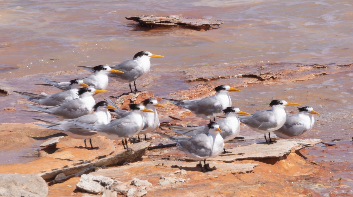 Lesser Crested Tern - ML610859051