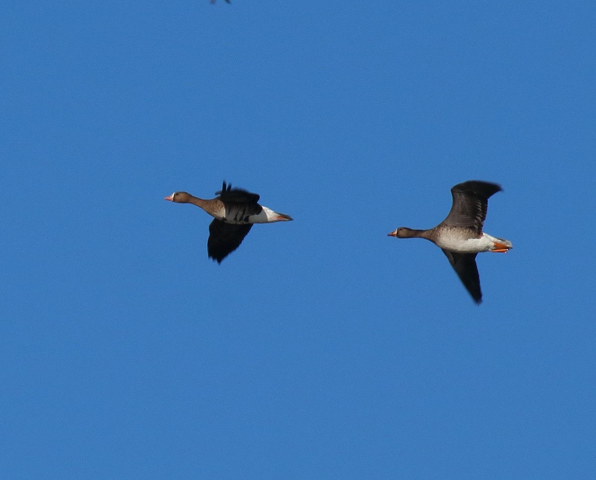 Greater White-fronted Goose - ML610859097