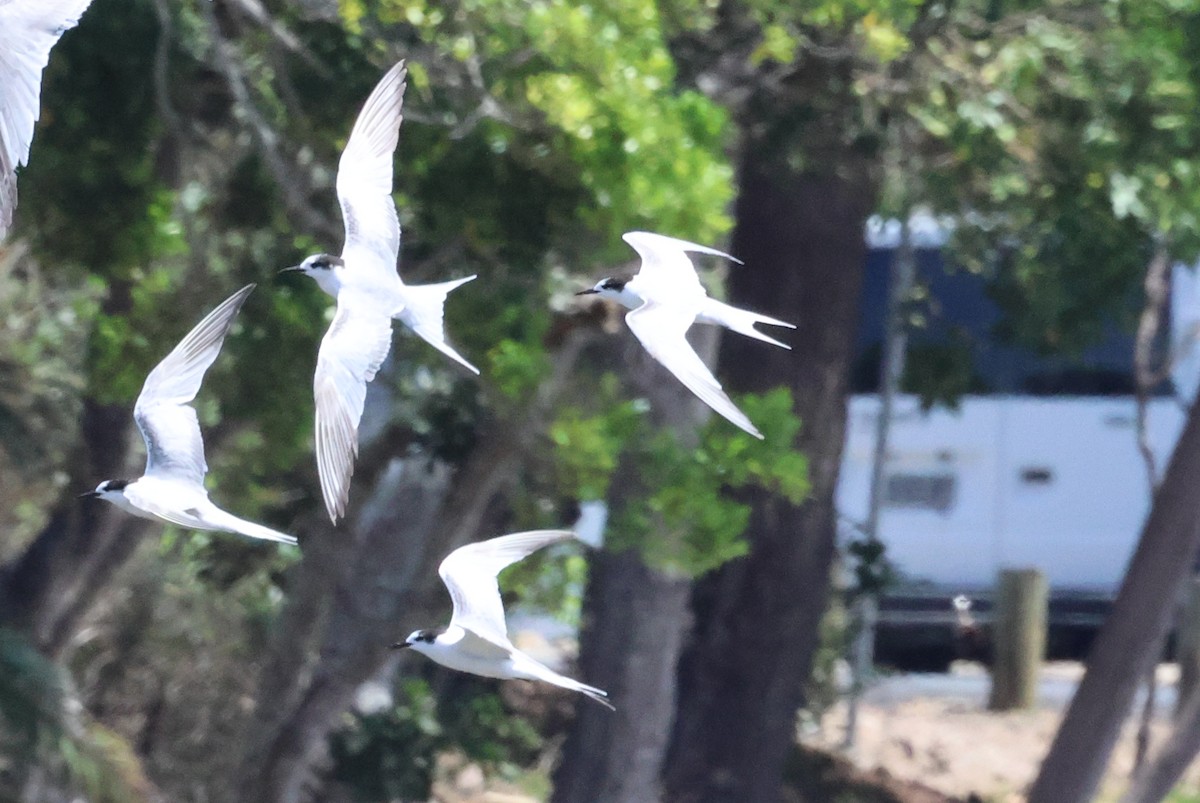 Common Tern - ML610859109