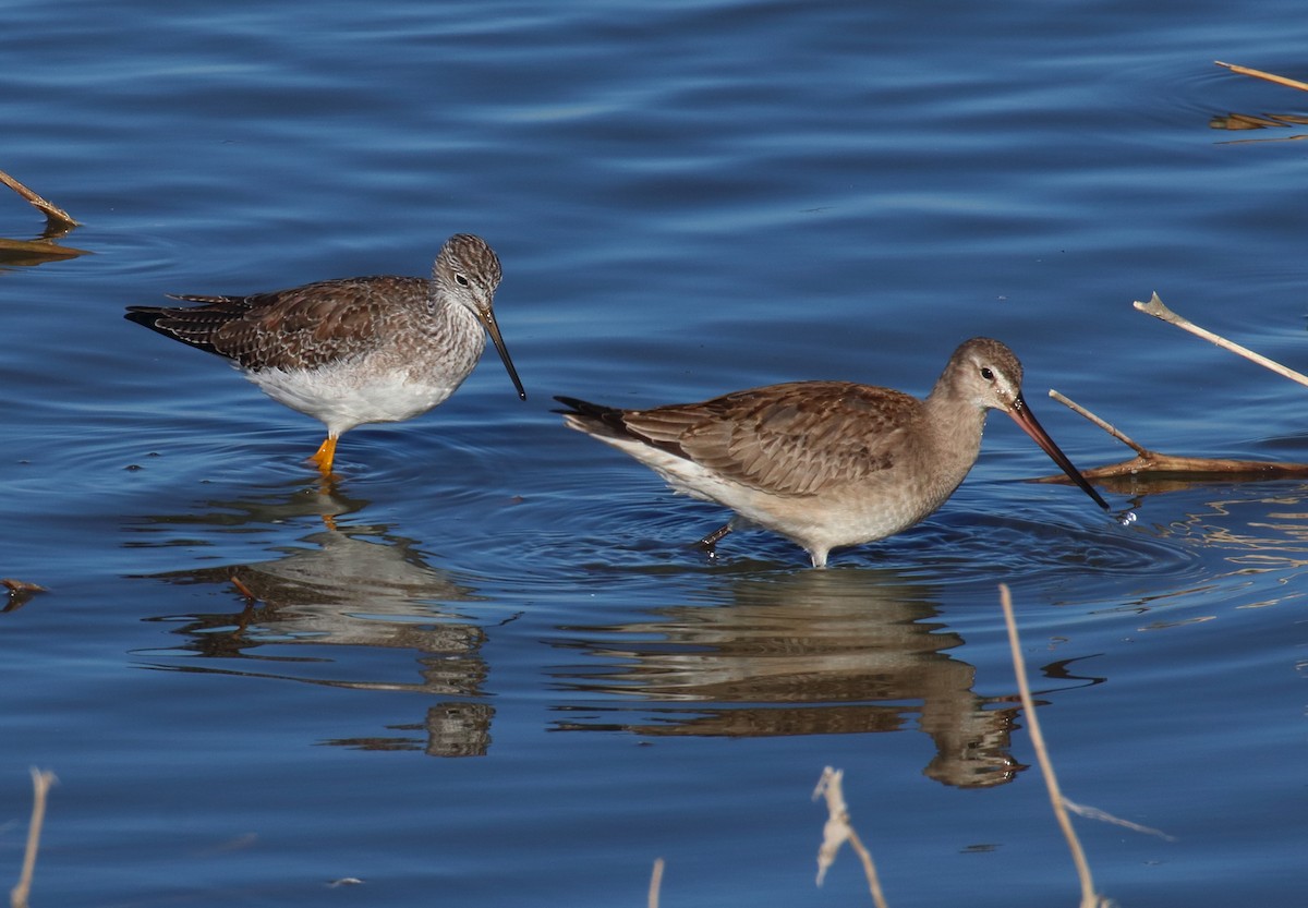 Hudsonian Godwit - ML610859119