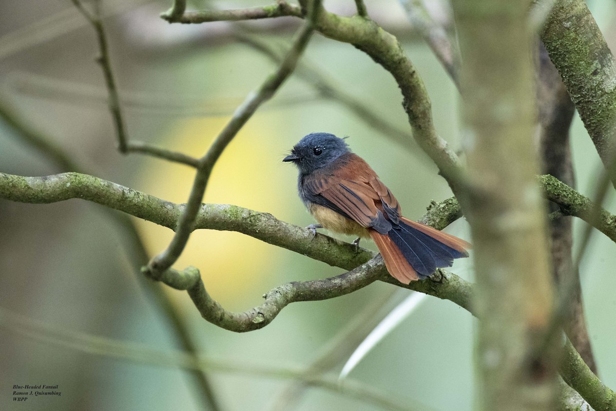 Blue-headed Fantail - ML610859286