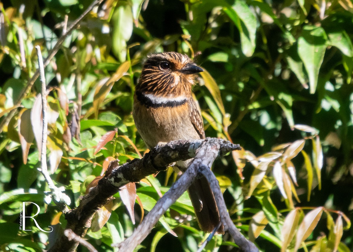 Crescent-chested Puffbird (Greater) - ML610859308