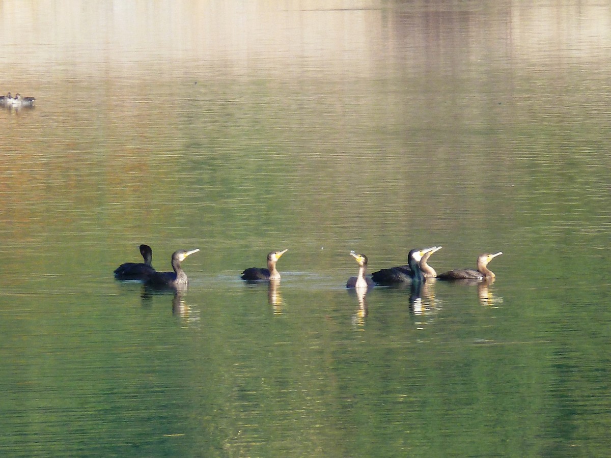 Great Cormorant - ML610859448