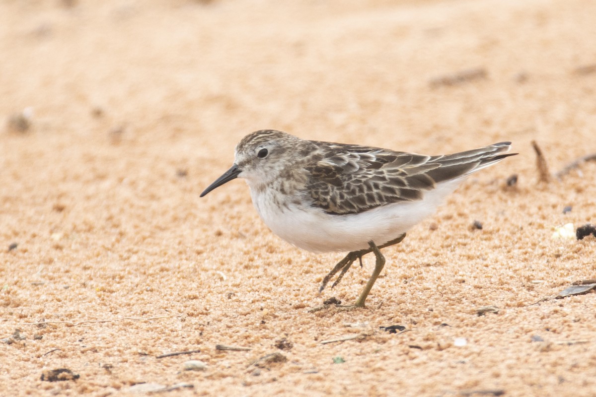 Least Sandpiper - ML610859464