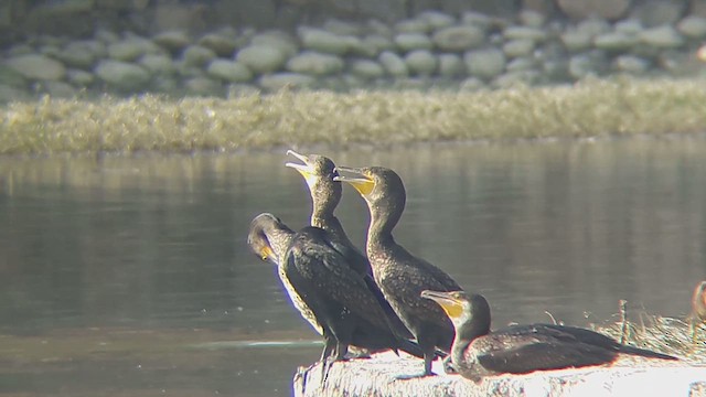 Great Cormorant - ML610859501