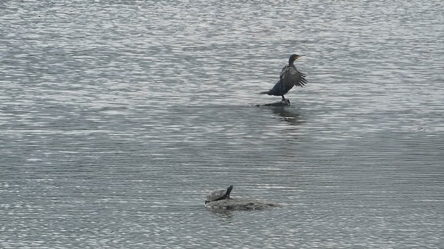 Great Cormorant - ML610859508