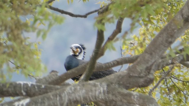 Great Cormorant - ML610859517