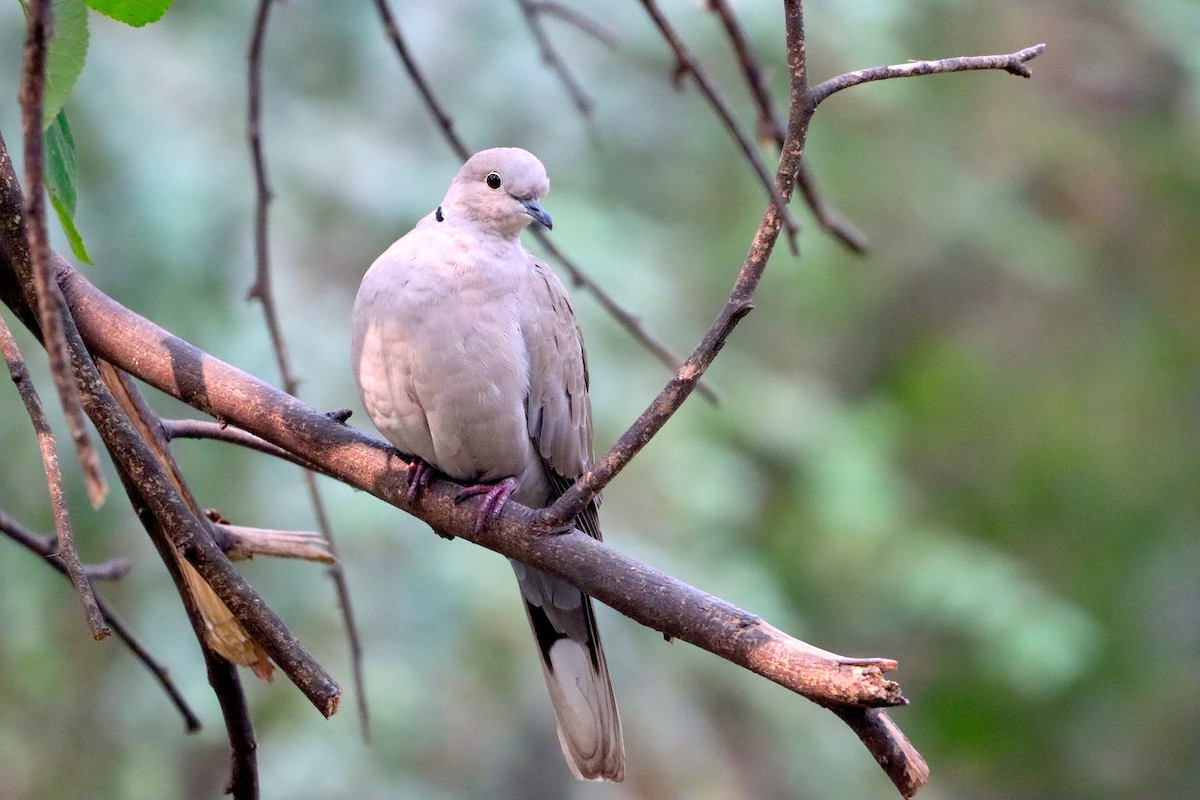 Eurasian Collared-Dove - ML610859533