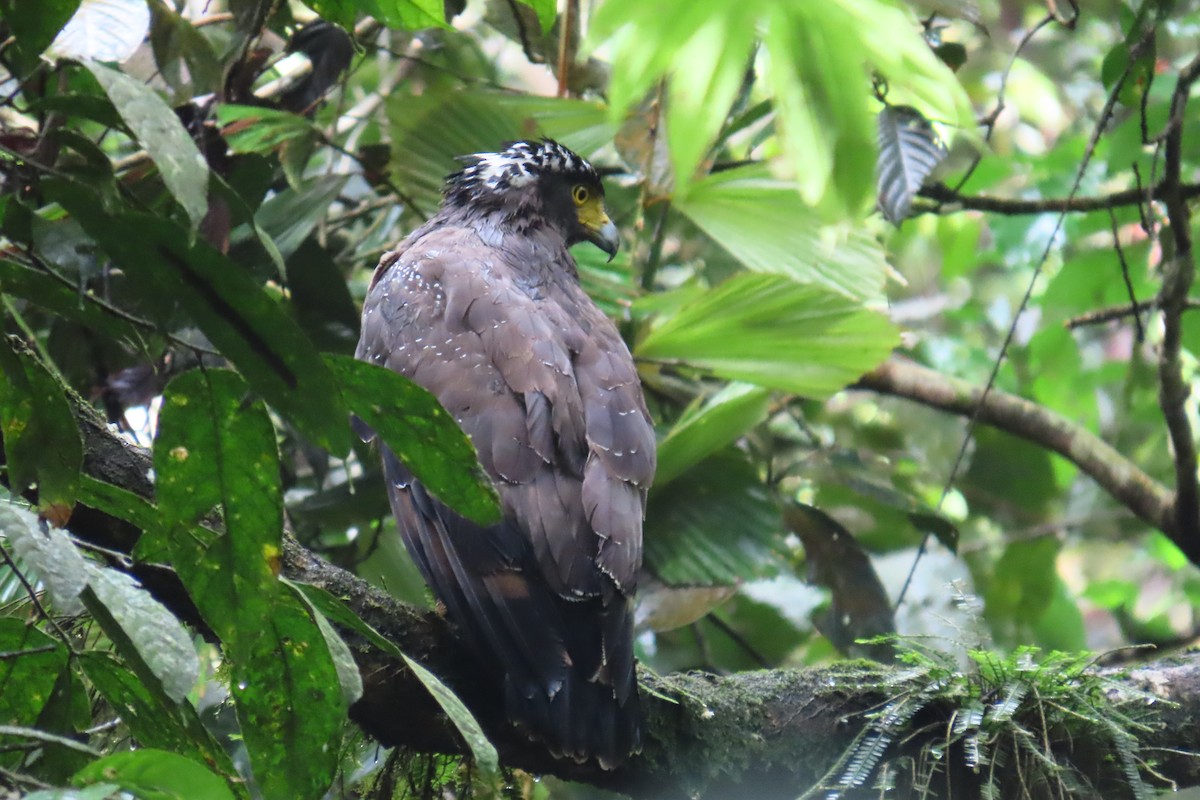 Crested Serpent-Eagle - ML610859715