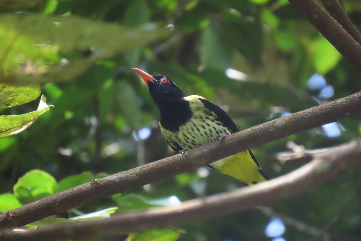 Dark-throated Oriole - ML610859717