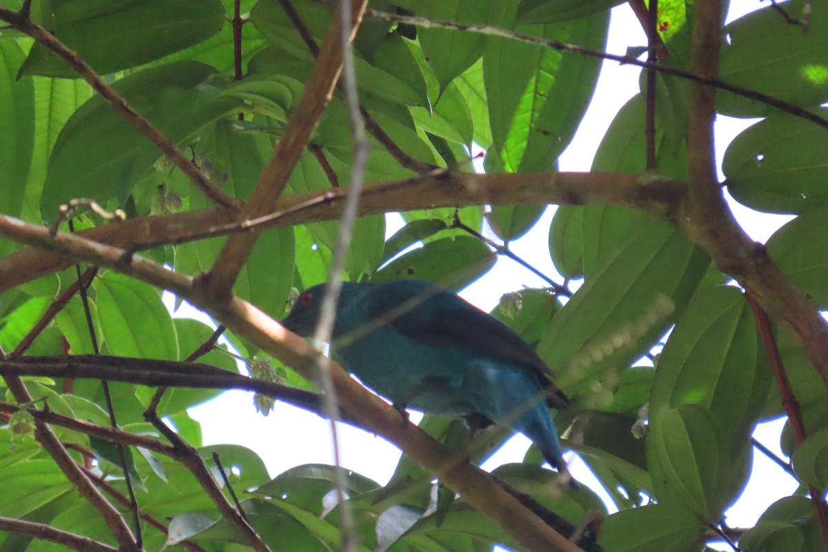 Asian Fairy-bluebird - ML610859721
