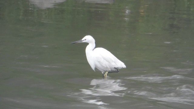 Little Egret - ML610859805