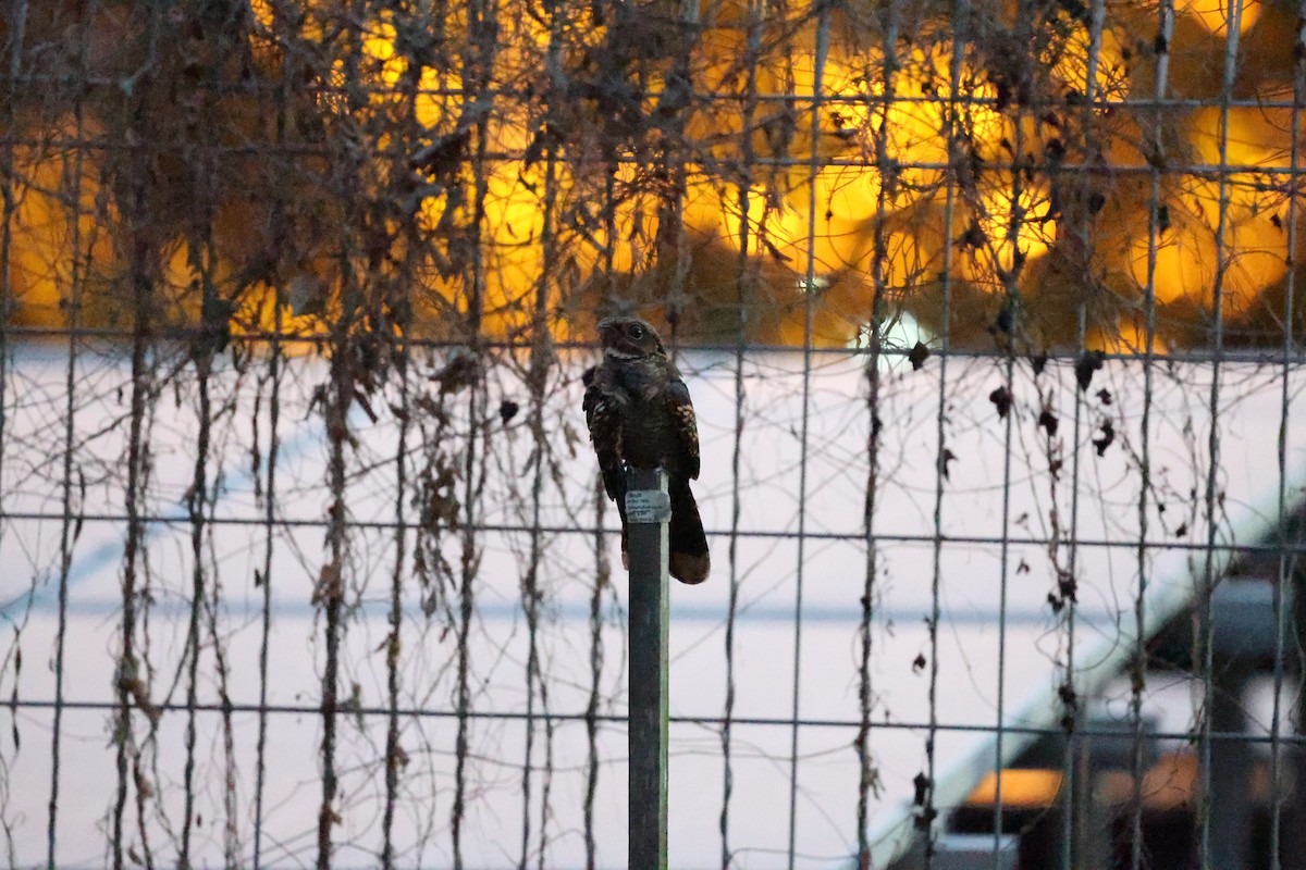 Large-tailed Nightjar - ML610859827