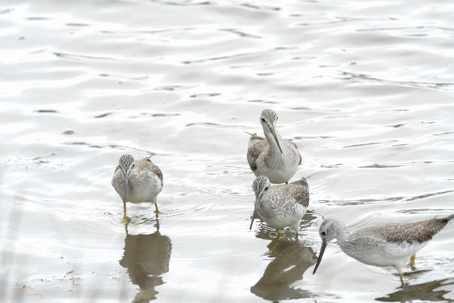 Greater Yellowlegs - ML610859910