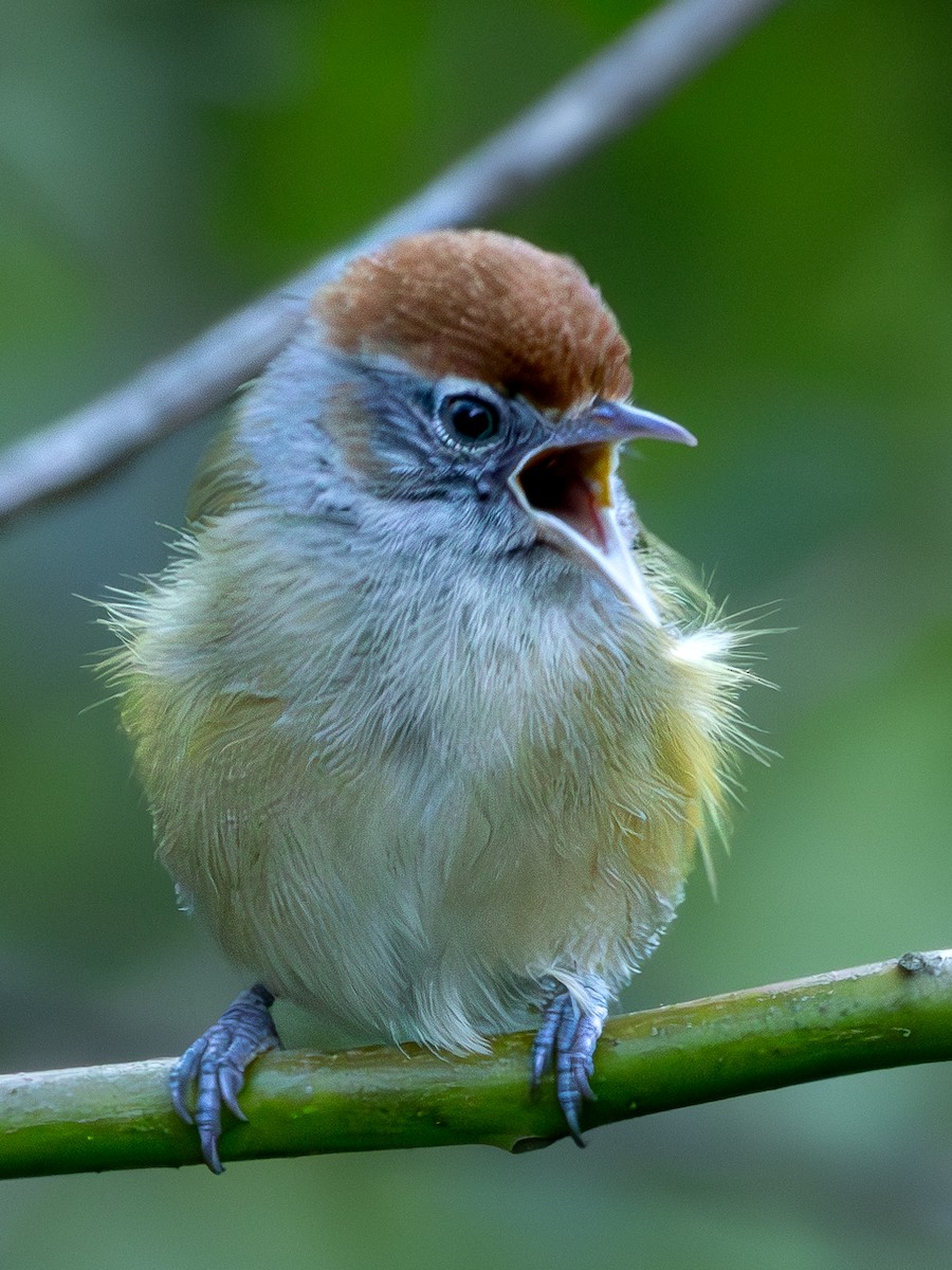 ML610859982 - Gray-eyed Greenlet - Macaulay Library