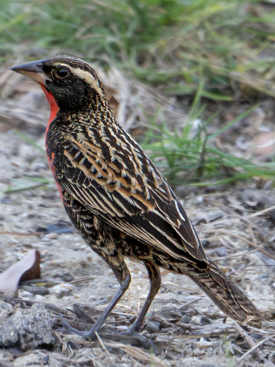 White-browed Meadowlark - ML610860167