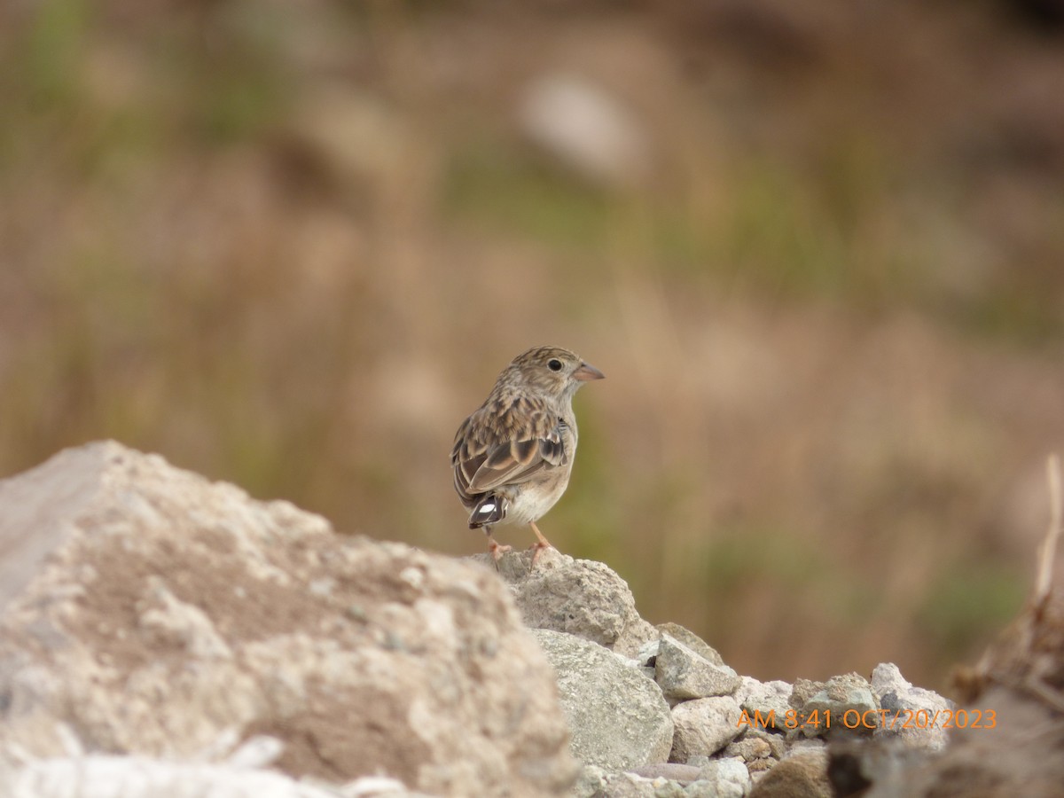 Band-tailed Sierra Finch - Xavier Iñiguez Vela