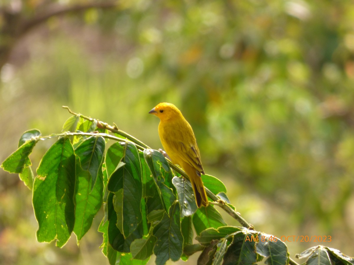 Saffron Finch - ML610860288