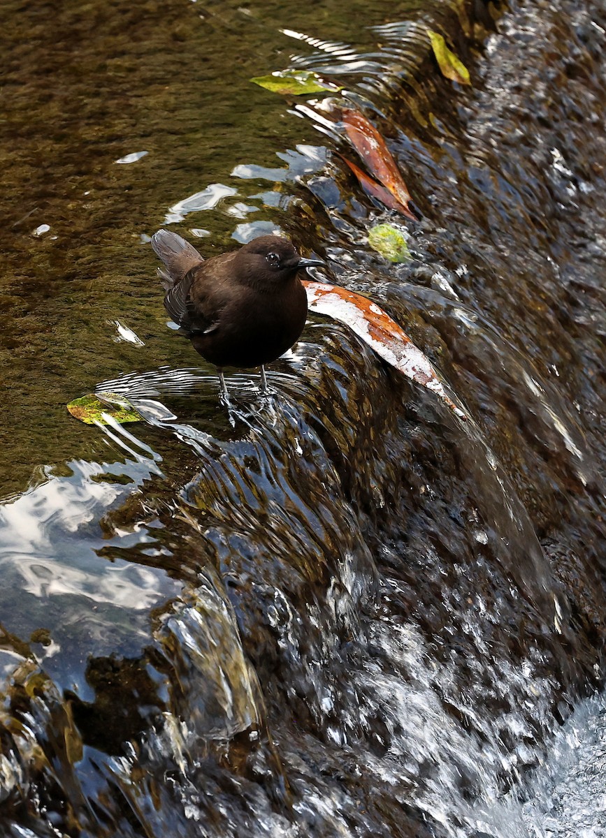 Brown Dipper - Chien-wei Tseng