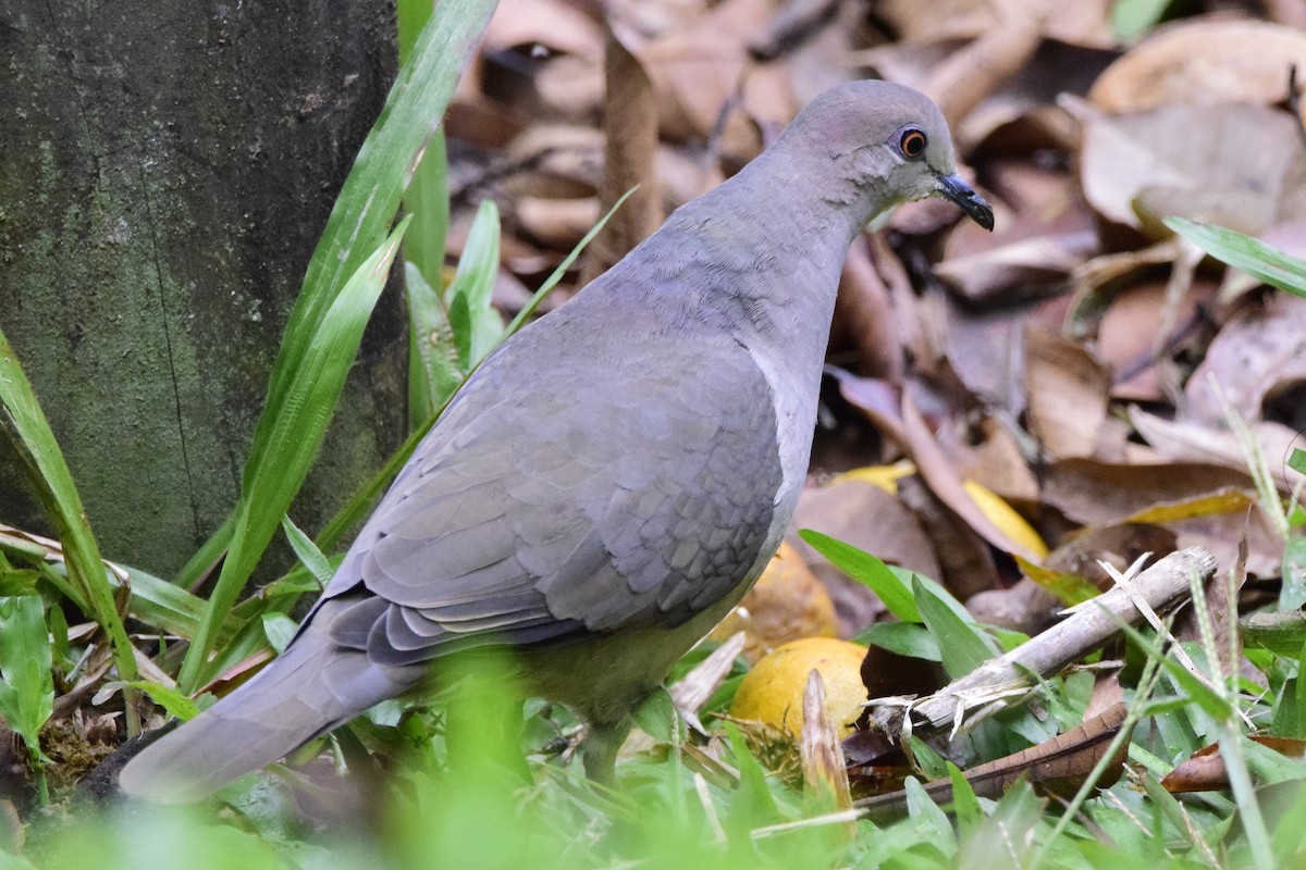 White-tipped Dove - Samuel De Greiff