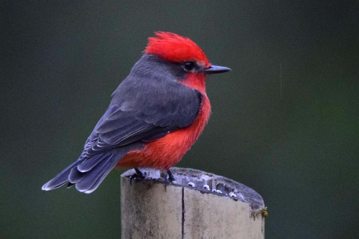 Vermilion Flycatcher - Samuel De Greiff