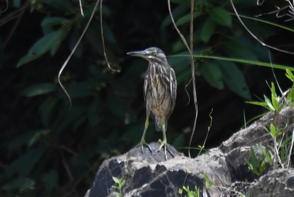 Striated Heron - ML610860615