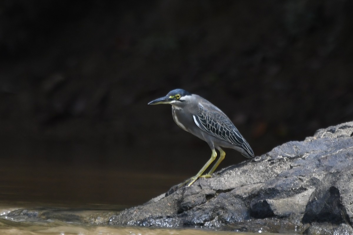 Striated Heron - ML610860616