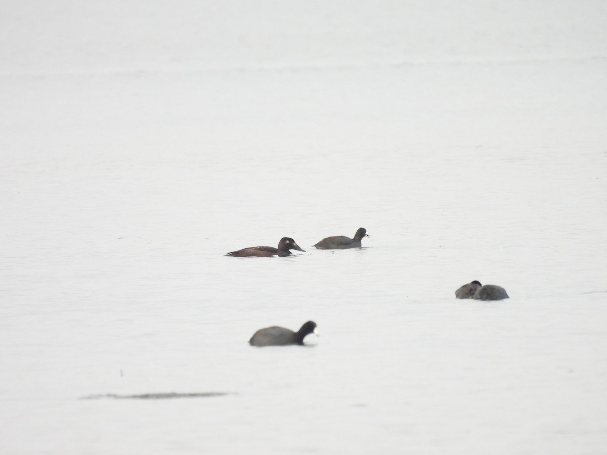 White-winged Scoter - Dana Sterner